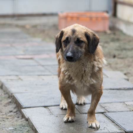 Adopter Louki