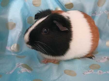 Adopter Muffin