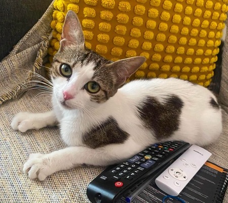 Adopter BADIANE
