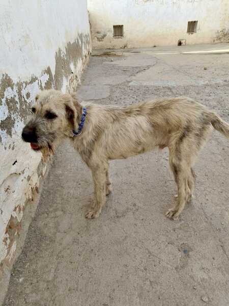 Adopter Poncho