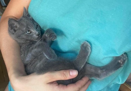 Adopter WINGU