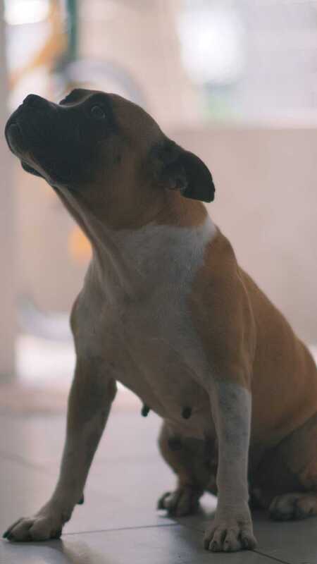 Adopter Doggy