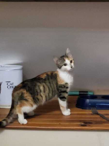 Adopter BEA