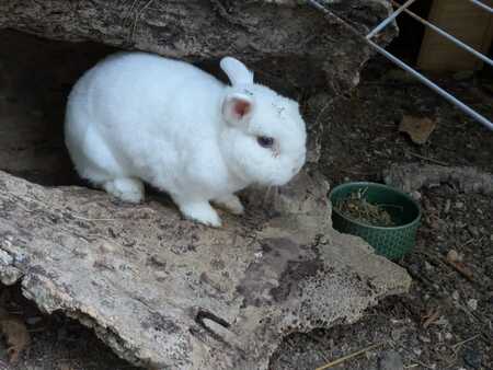 Adopter Max