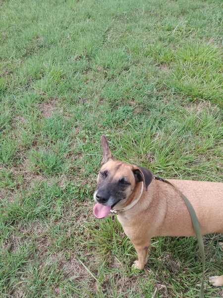 Adopter Vahia