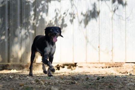 Adopter Aïko