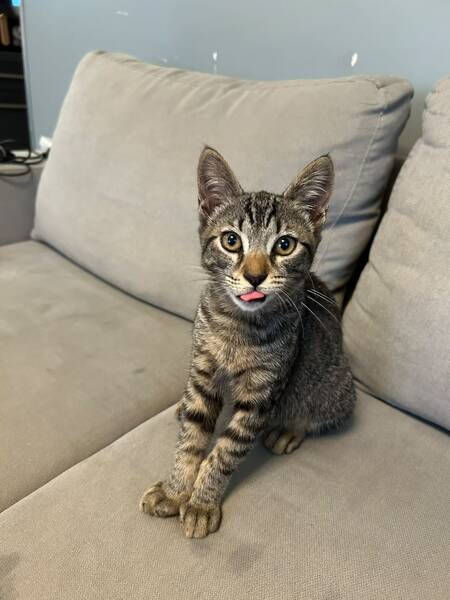 Adopter LUCKY