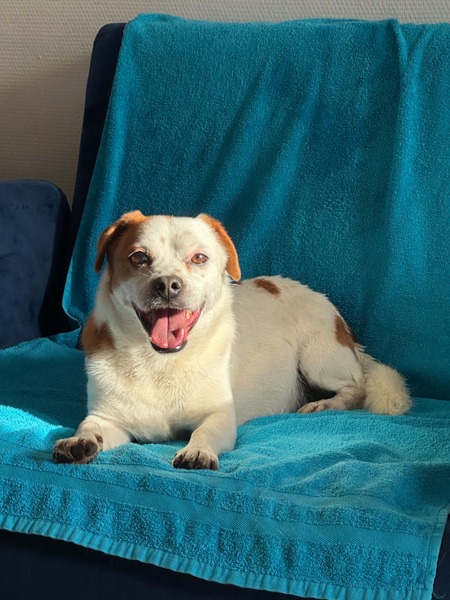 Adopter chayton