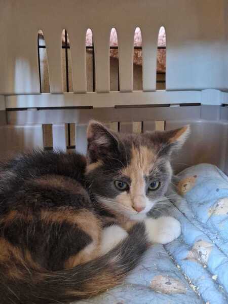 Adopter Bulle