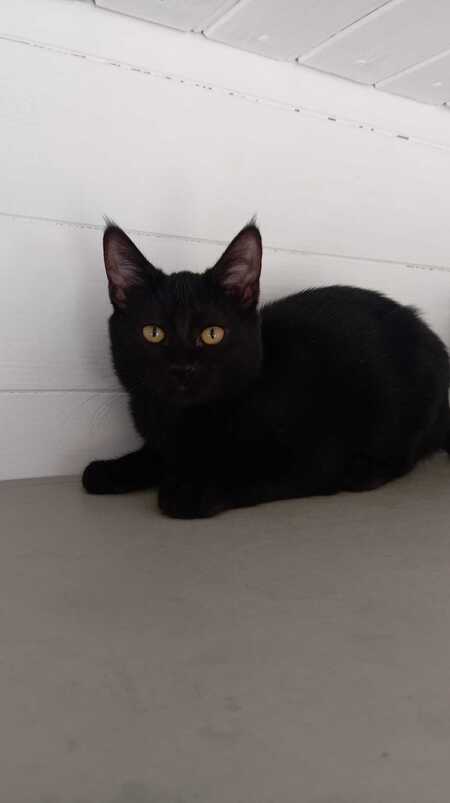 Adopter Nougatine