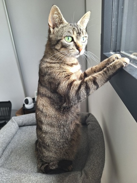 Adopter Ficelle