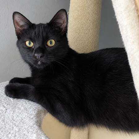 Adopter Nami
