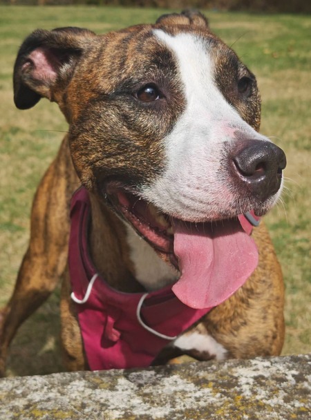 Adopter Eleykha