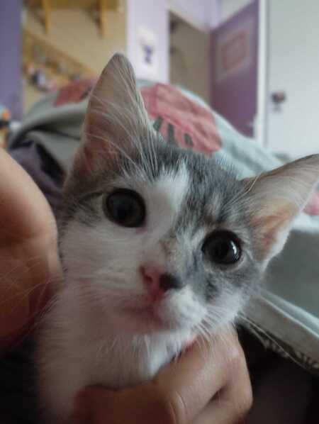 Adopter BREST 