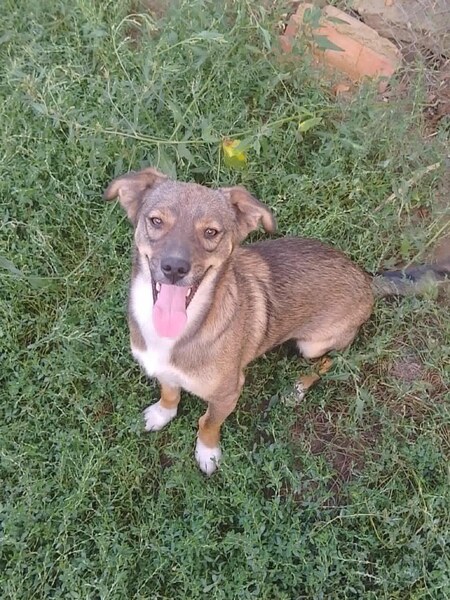Adopter Ernesto