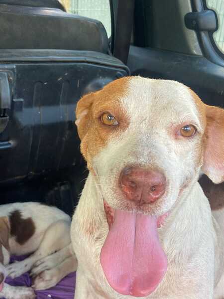 Adopter WAKA