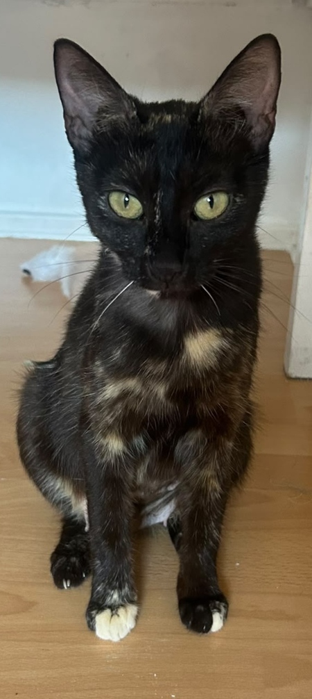 Adopter Amarice
