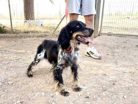 Adopter Kora 