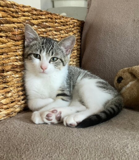 Adopter Bilbo