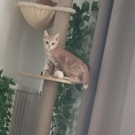 Adopter Fantome