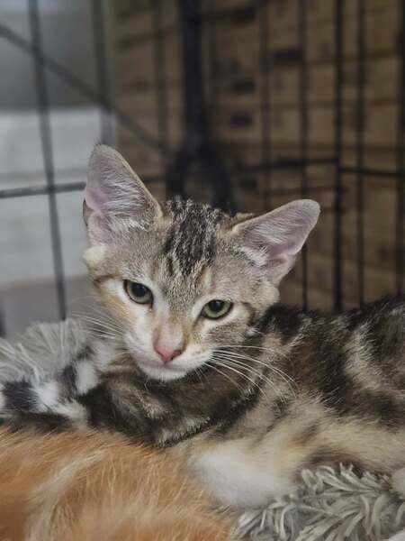 Adopter CRACOTTE