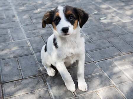 Adopter Irene