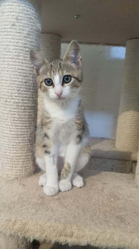 Adopter TITO
