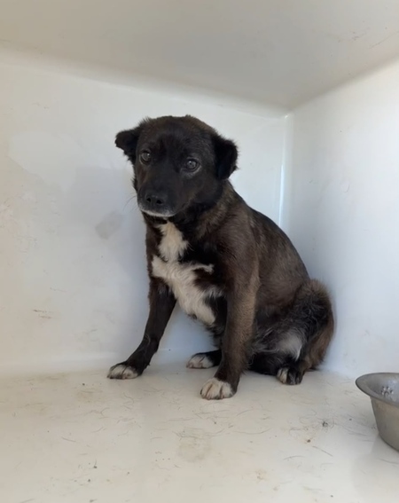 Adopter MIA