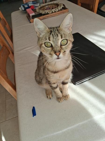 Adopter BELLAIA