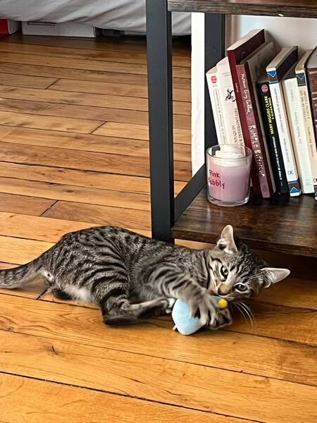 Adopter Bandit