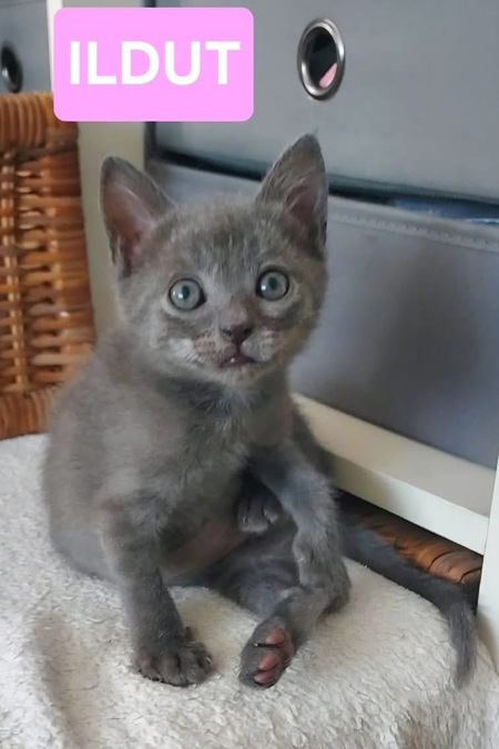 Adopter Ildut 