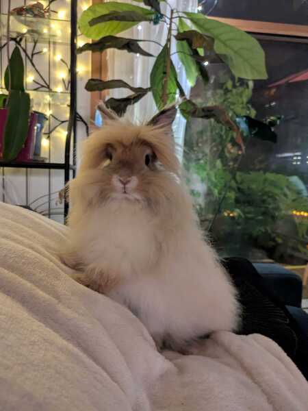 Adopter Freddie