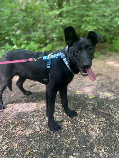Adopter Scarlet