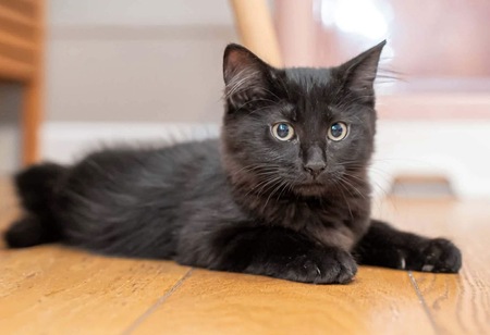 Adopter COMBINE 