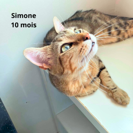 Adopter SIMONE