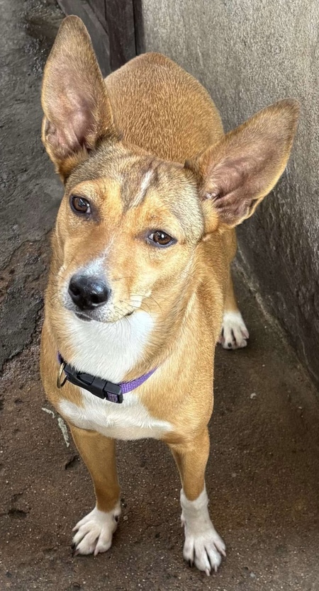 Adopter Stacy
