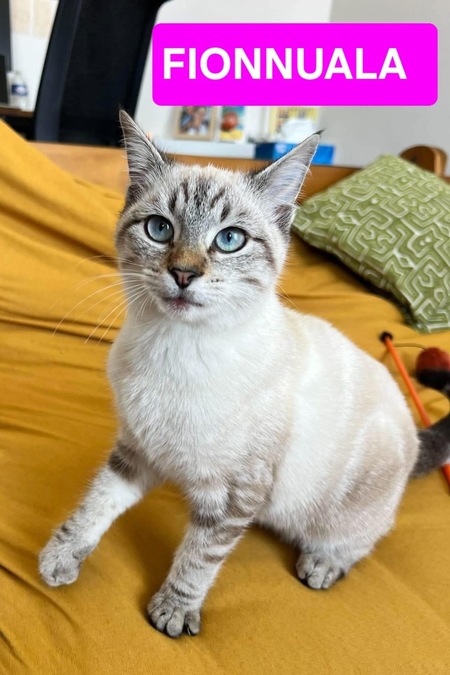 Adopter Fionnula 