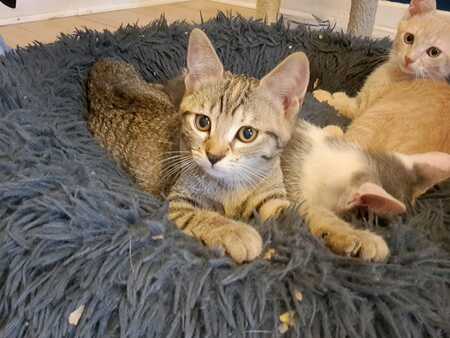 Adopter Emi