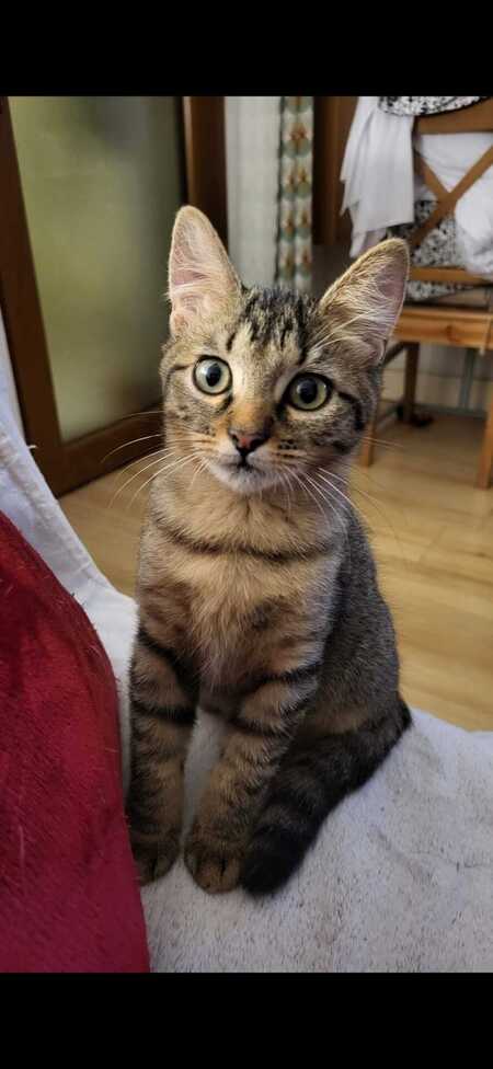 Adopter Perle