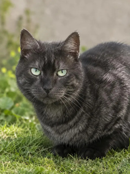 Adopter Smoky