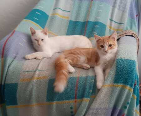 Adopter Eduard