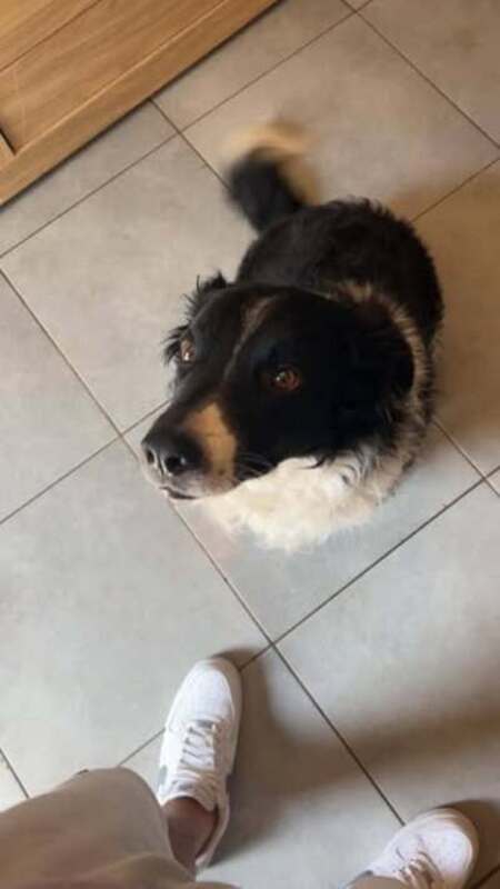 Adopter Moustik