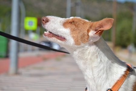 Adopter Orza