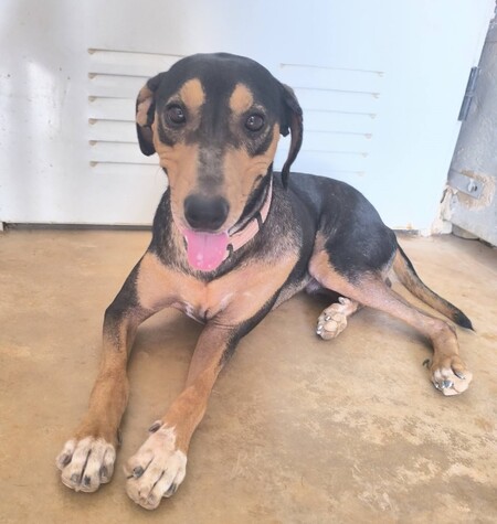 Adopter Maxou
