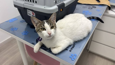 Adopter Lulu