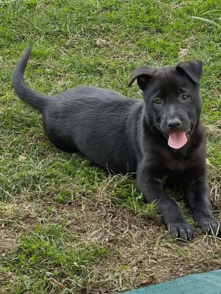 Adopter Ally