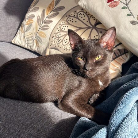 Adopter Magma 