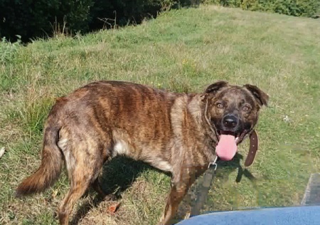 Adopter Tex