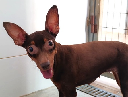 Adopter CANELA