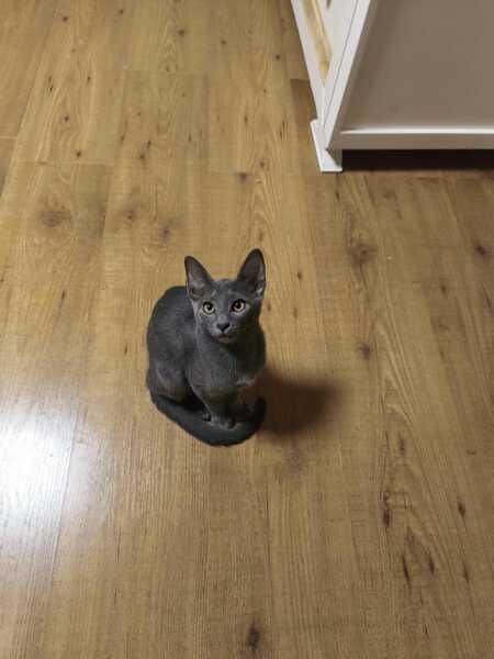 Adopter Nube